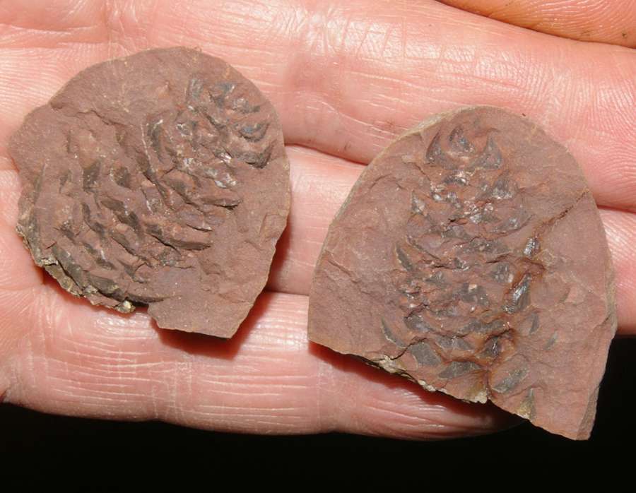   Mazon Creek fossil