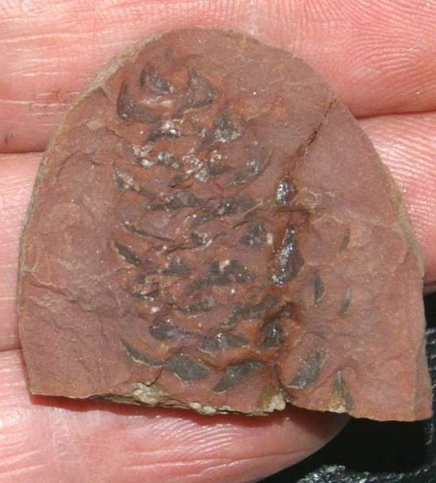  Mazon Creek fossil
