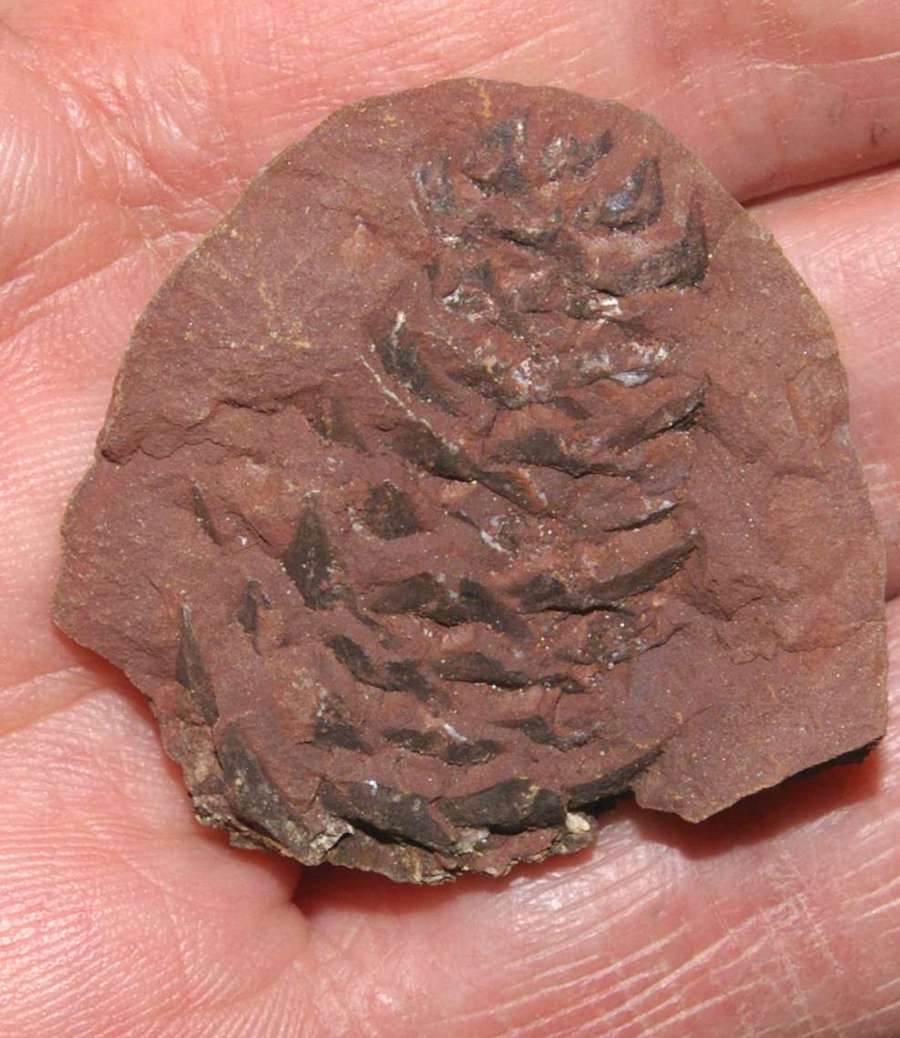   Mazon Creek fossil