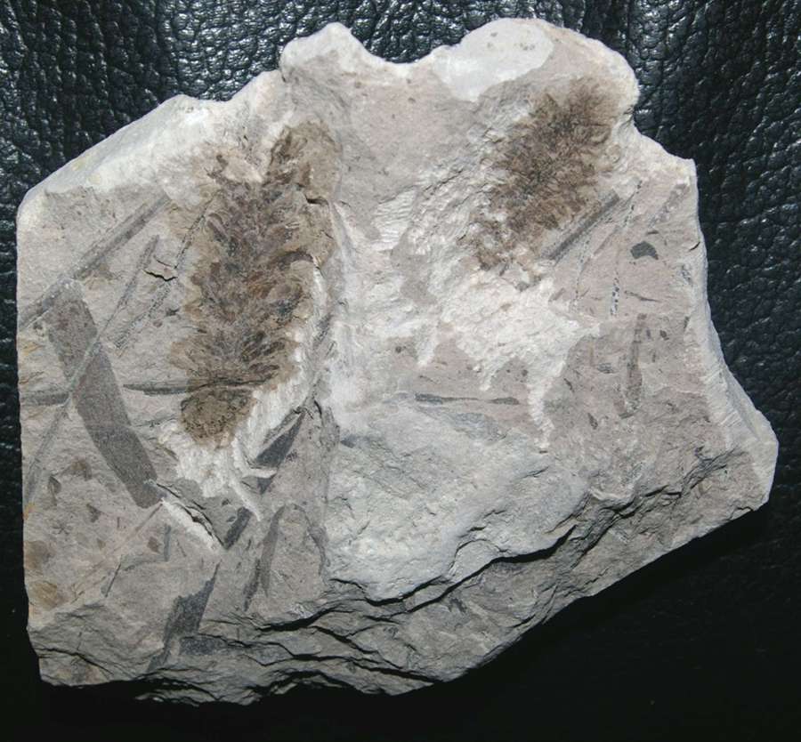  fossil fertile organ