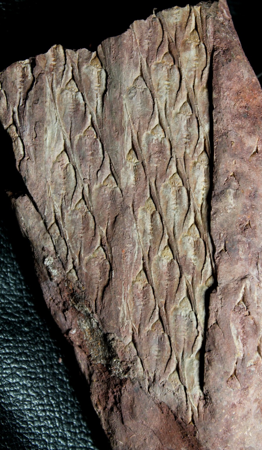 Lepidodendron 