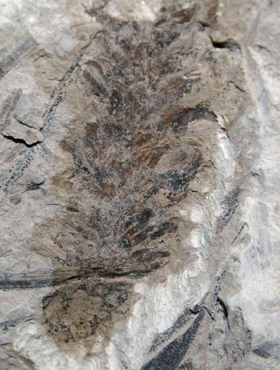  fossil fertile organ