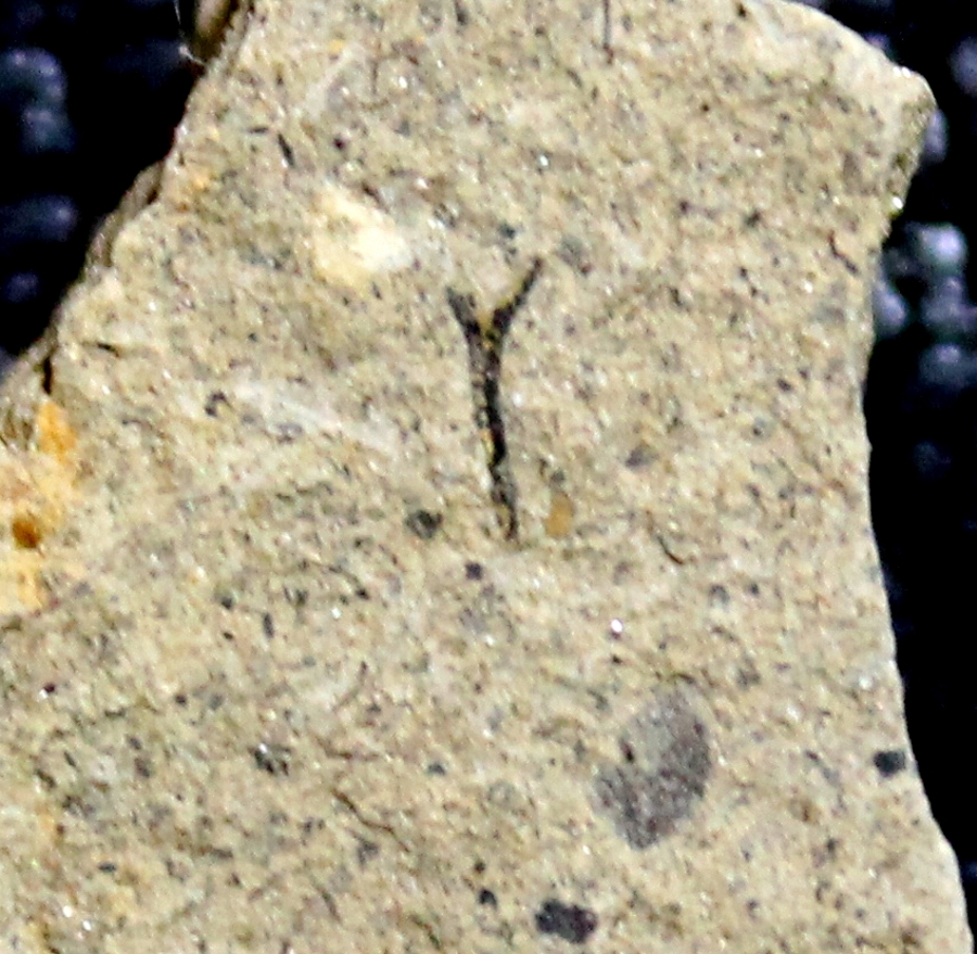 Cooksonia