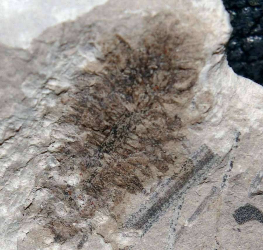  fossil fertile organ