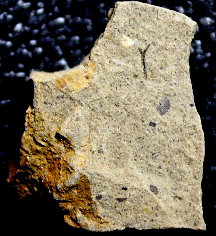 Cooksonia