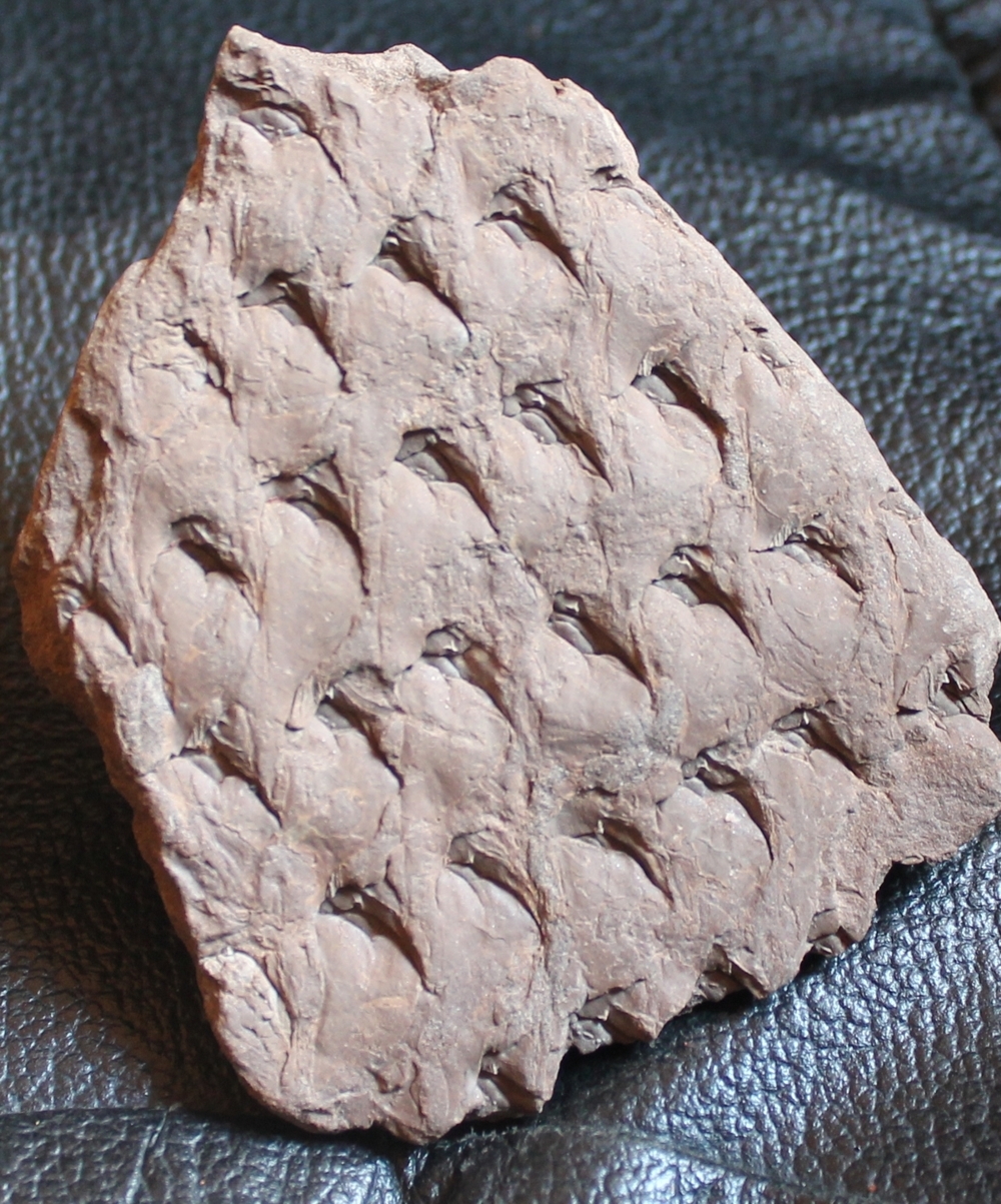 Lepidodendron veltheimi