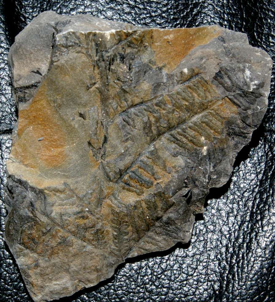  Pecopteris miltoni