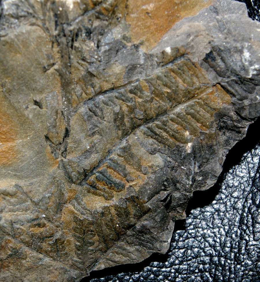  Pecopteris miltoni