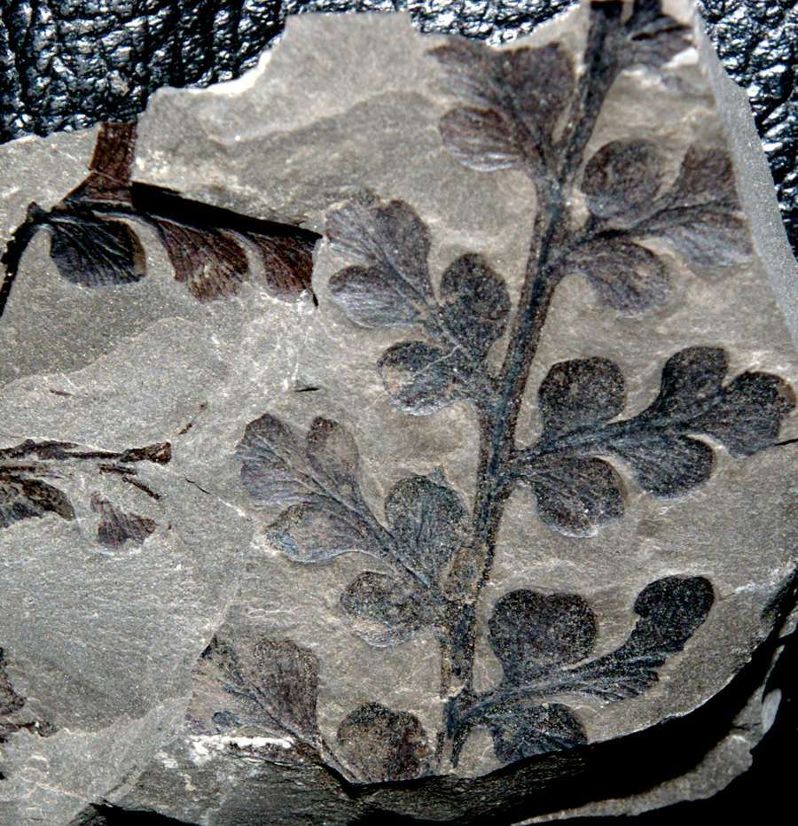 Eusphenopteris obtusiloba