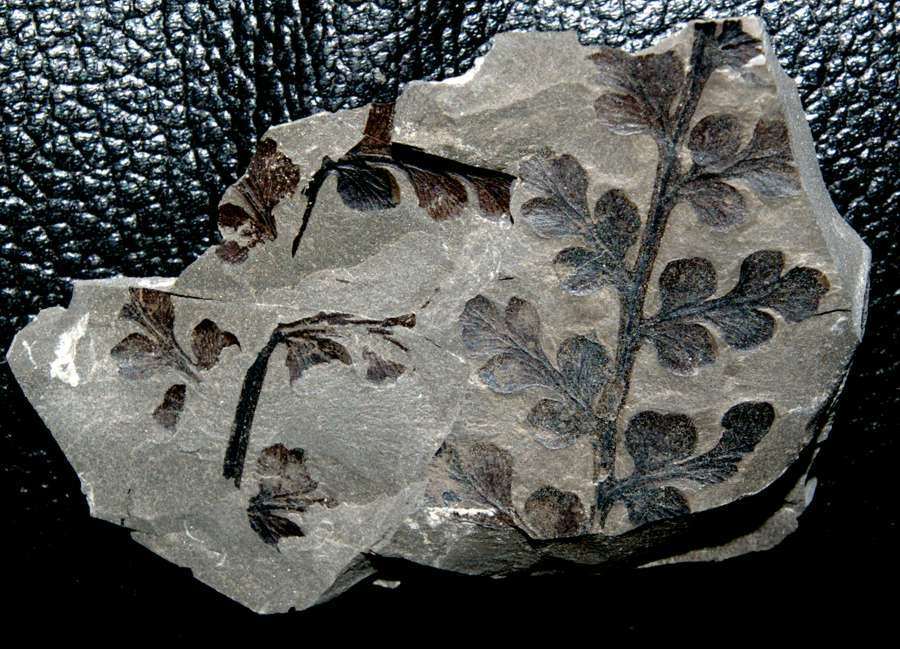 Upper Carboniferous, Middle Pennsylvanian fern