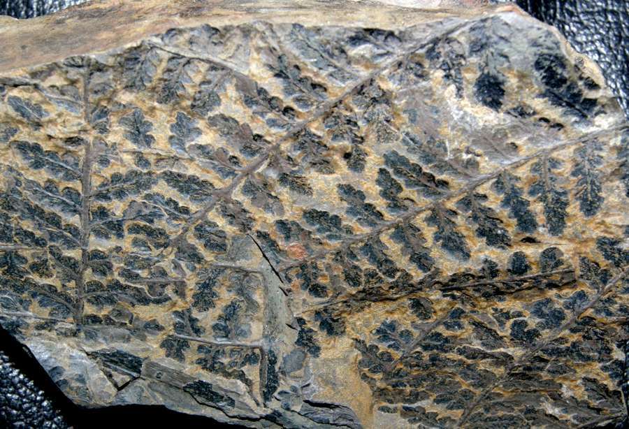 Sphenopteris baeumleri