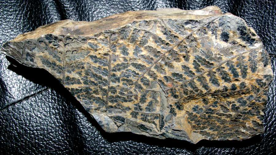 Upper Carboniferous, Middle Pennsylvanian fern