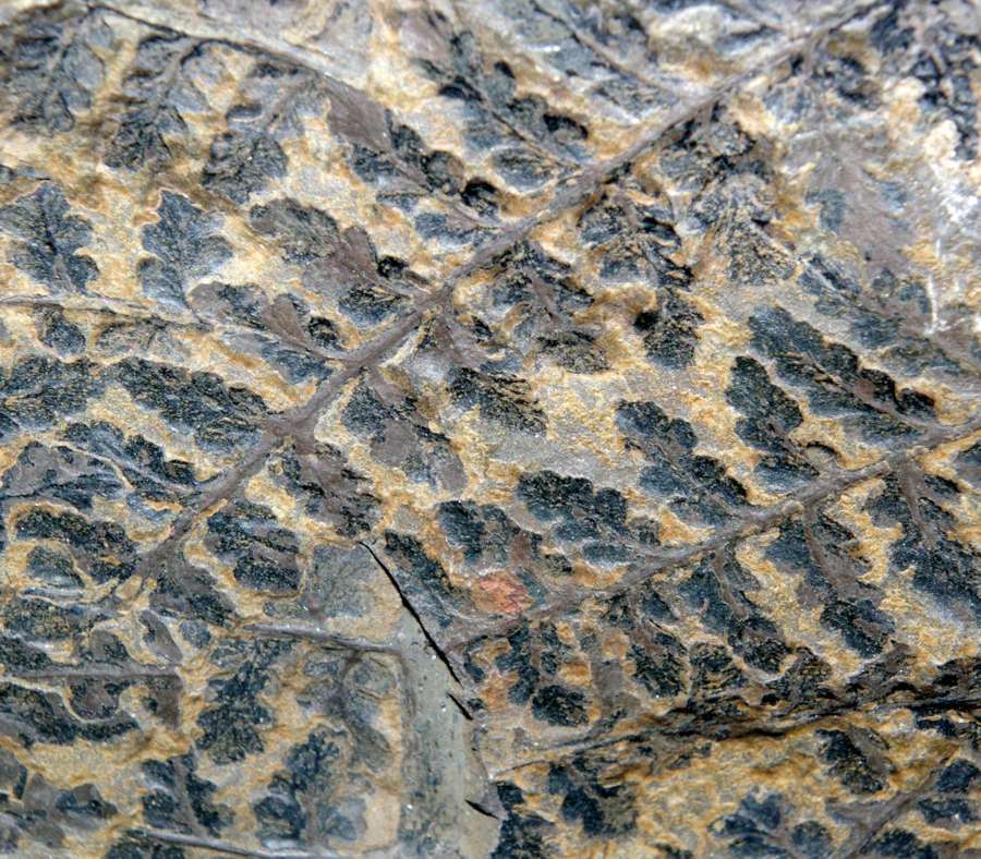 Sphenopteris baeumleri