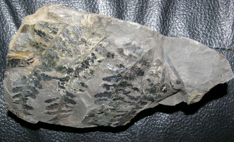 Sphenopteris baeumleri