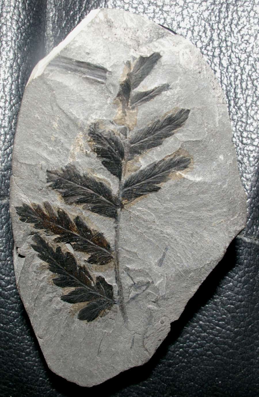Mariopteris sauveuri