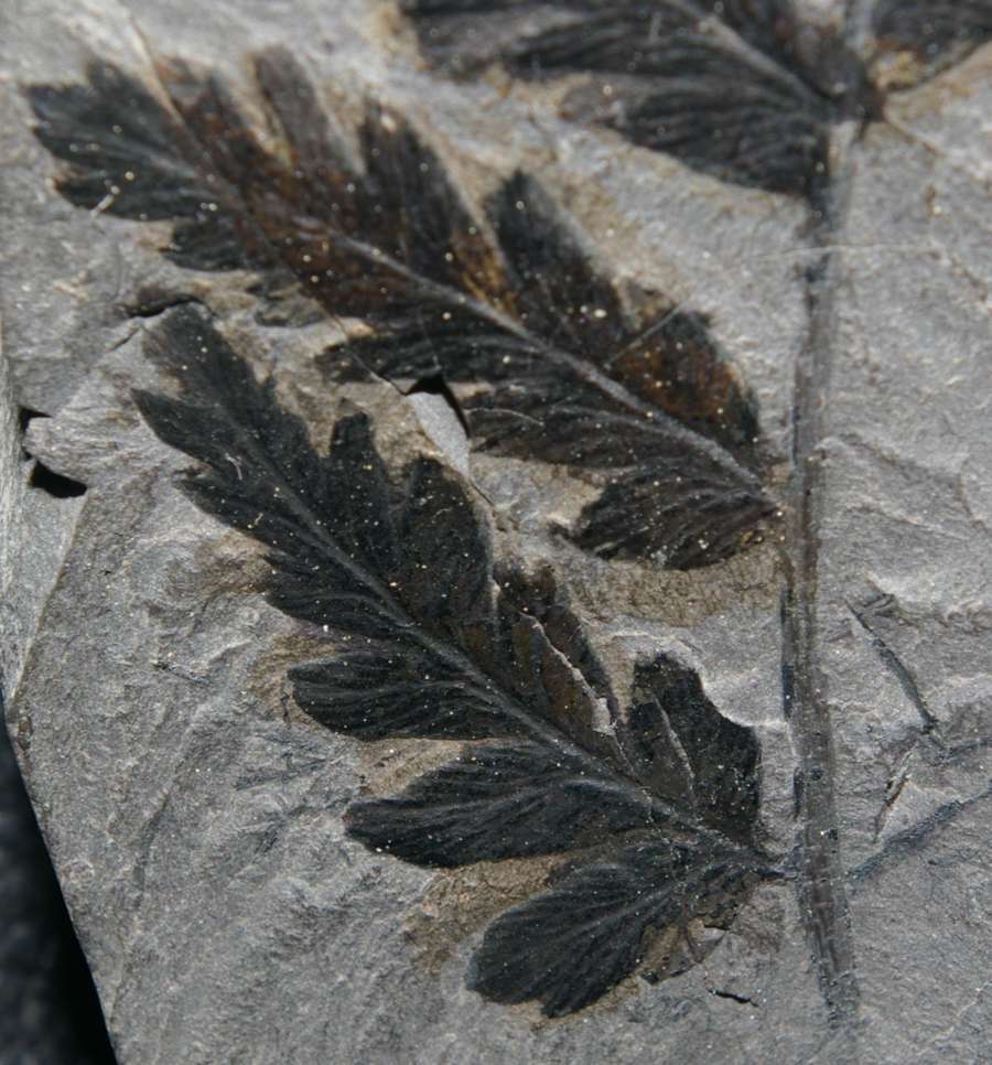 Upper Carboniferous, Middle Pennsylvanian fern