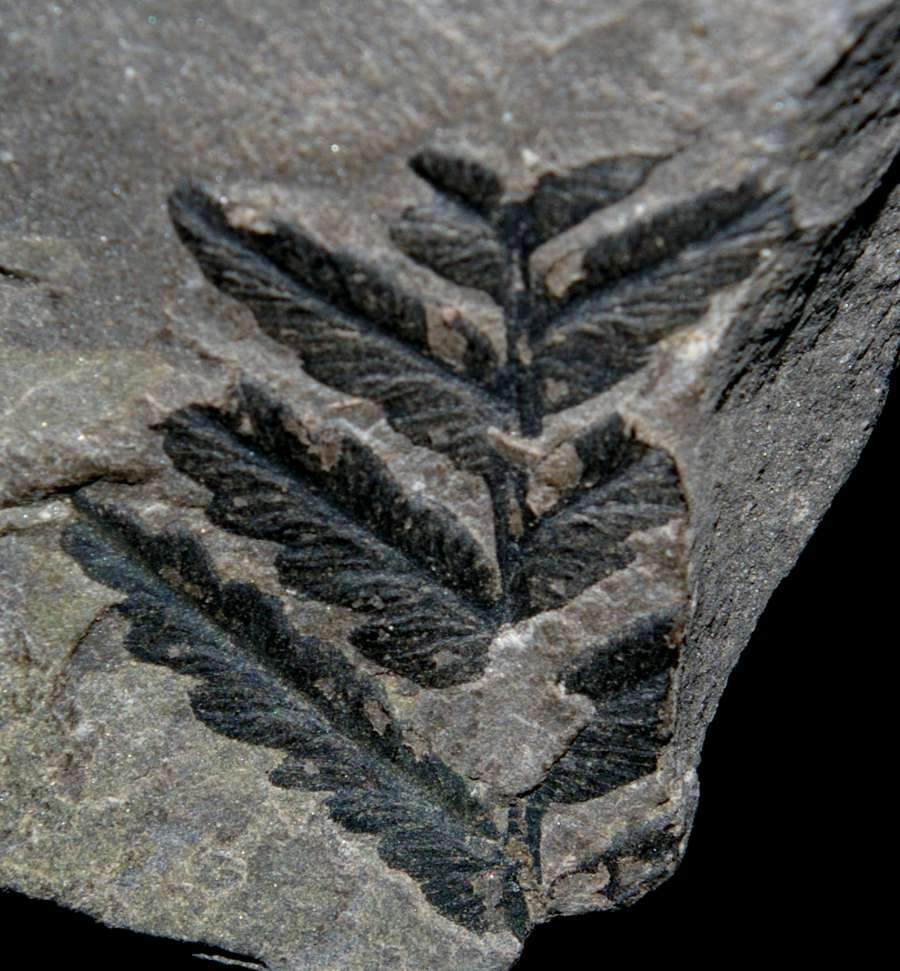 Mariopteris  
