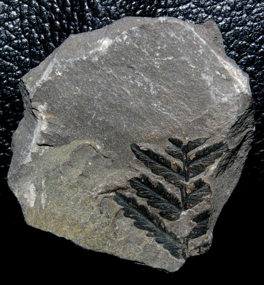 Upper Carboniferous, Middle Pennsylvanian fern