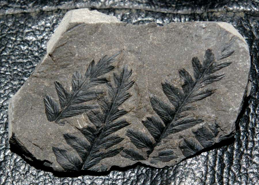 Mariopteris nervosa 
