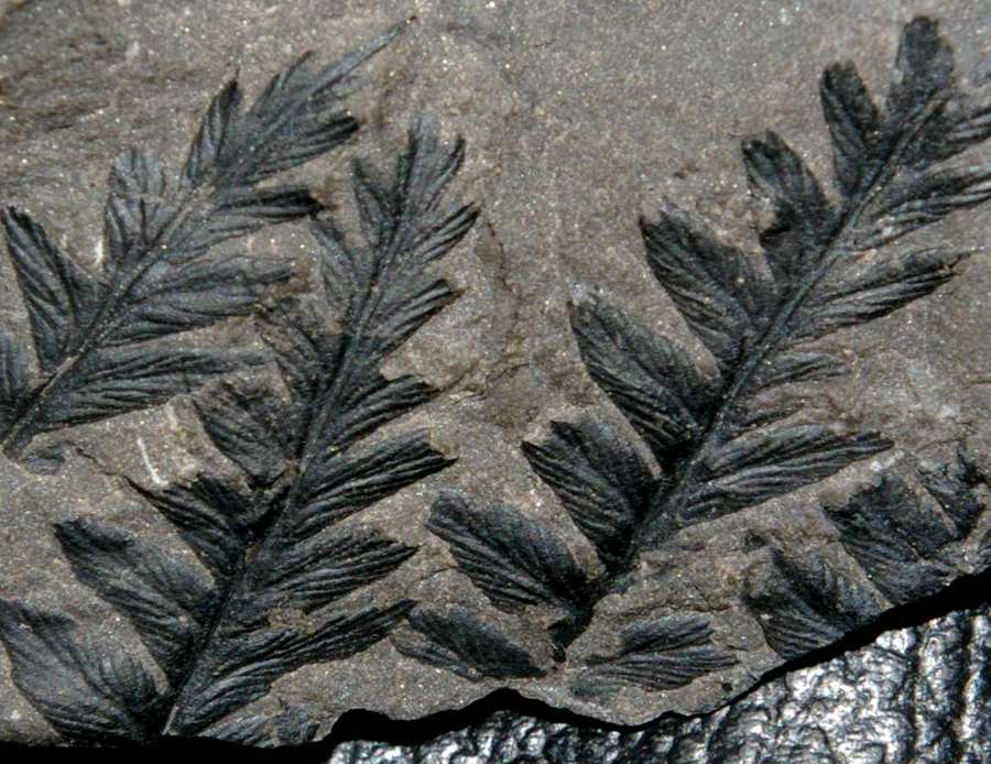 Upper Carboniferous, Middle Pennsylvanian fern