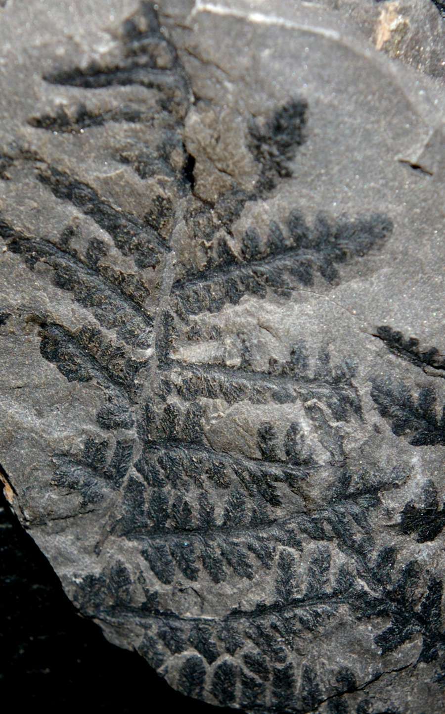 Upper Carboniferous, Middle Pennsylvanian fern