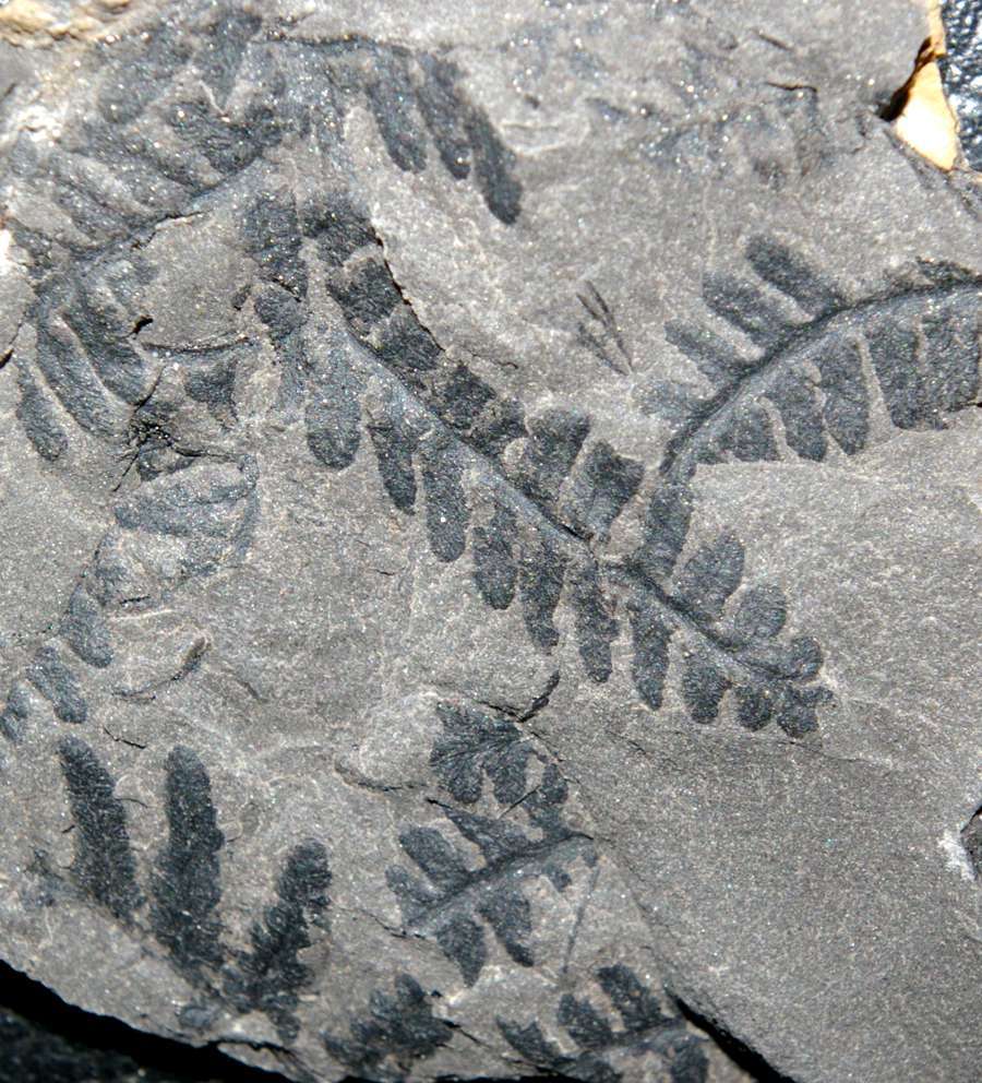 Upper Carboniferous, Middle Pennsylvanian fern