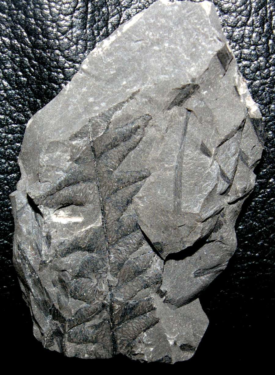 Lonchopteris bricei 