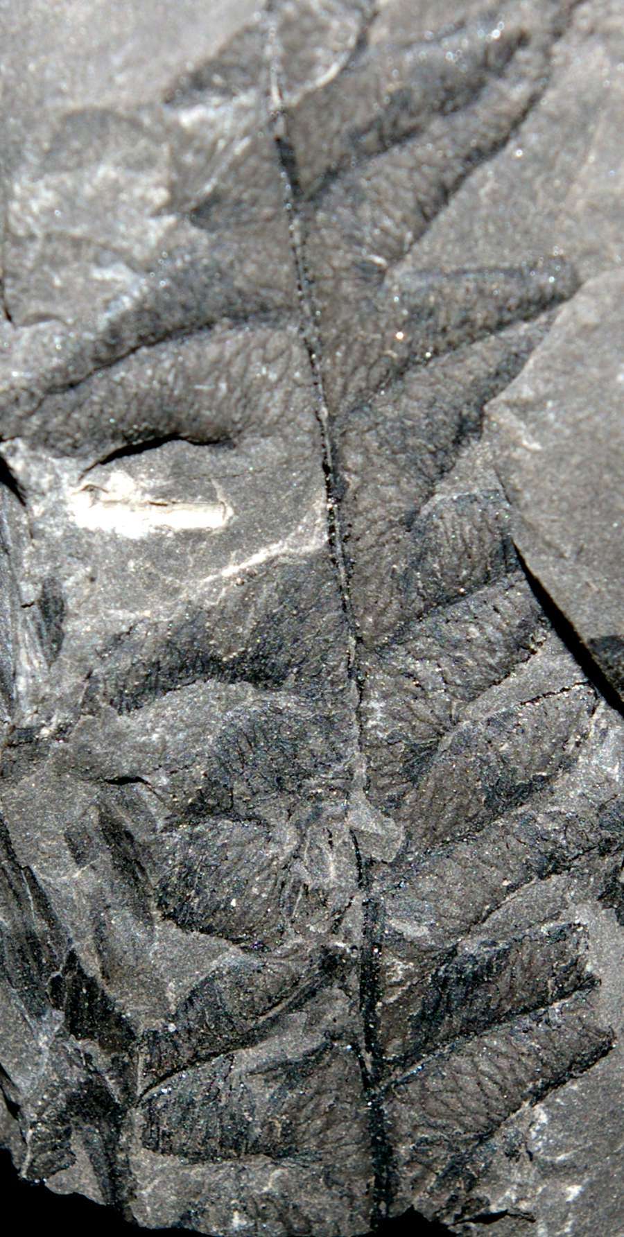 Lonchopteris bricei 