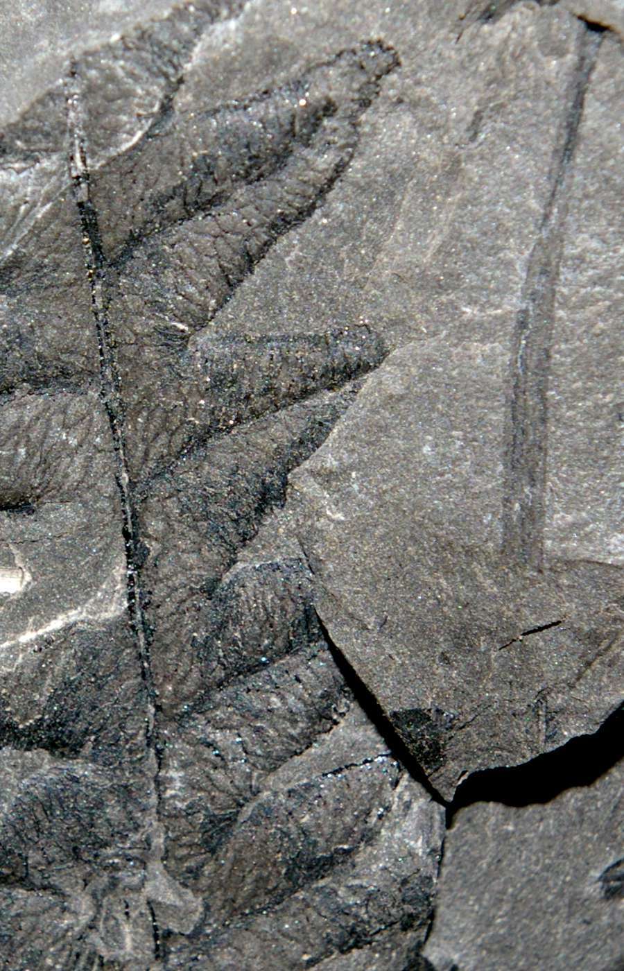 Carboniferous fern 