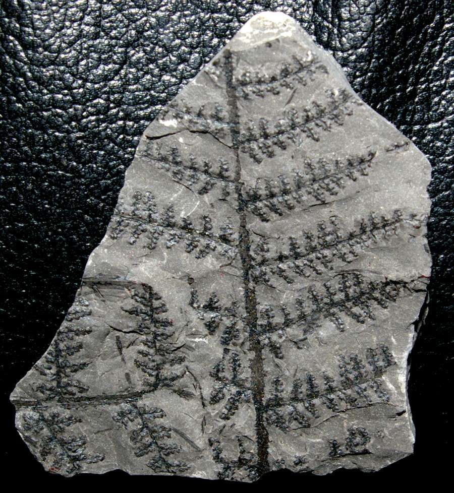 Pecopteris (Dyotheca) aspera 