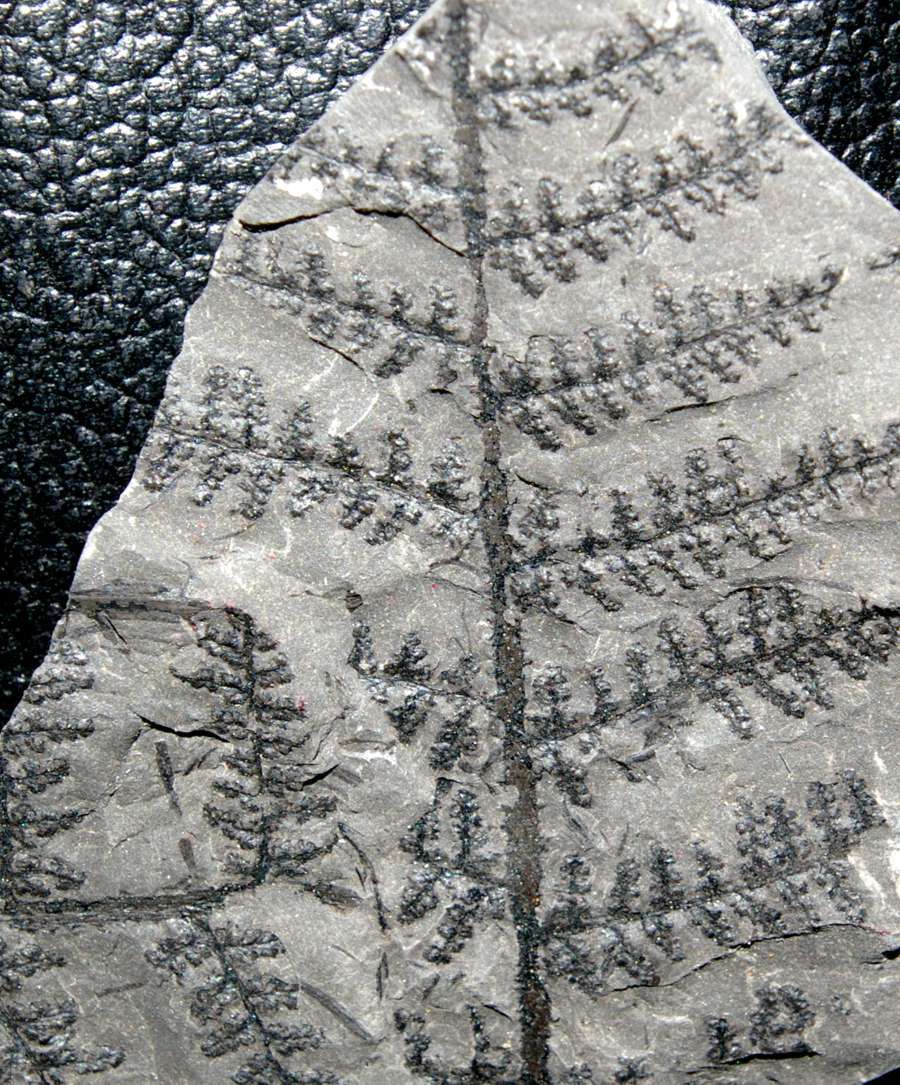Pecopteris aspera fossil fern