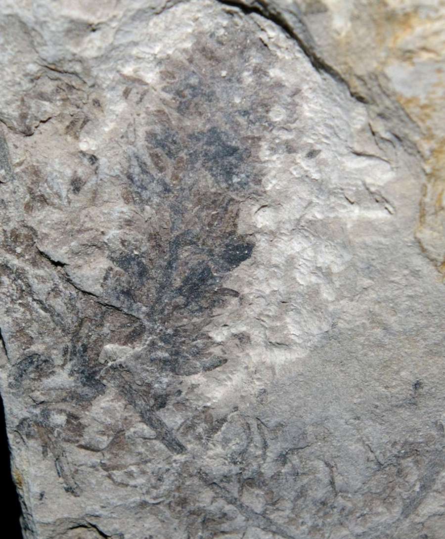 fossil fertile organ