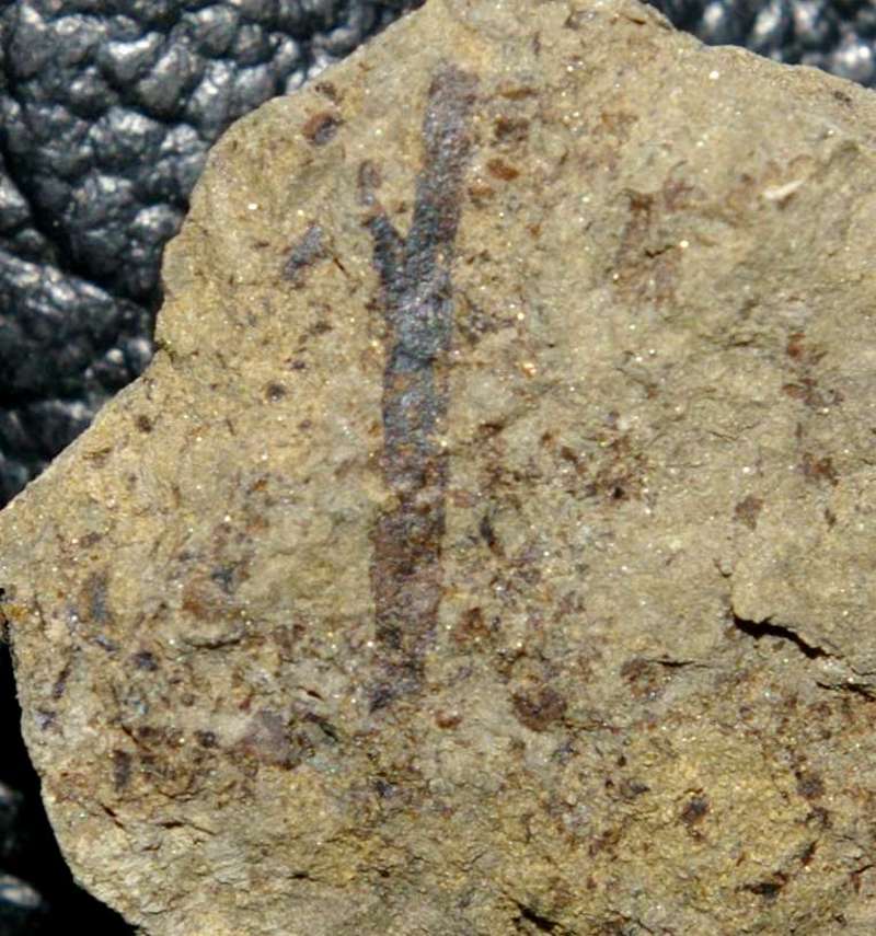 Cooksonia