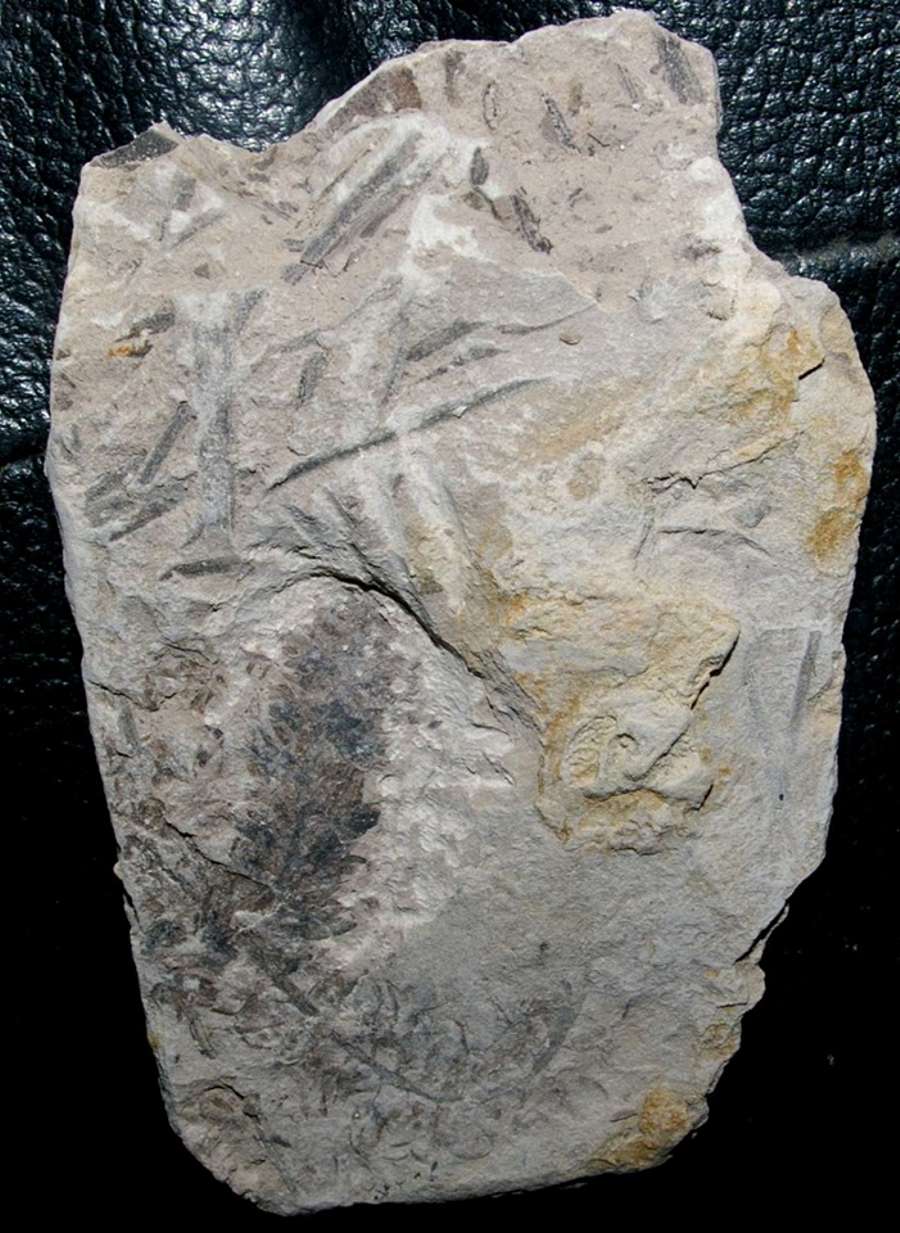  fossil fertile organ