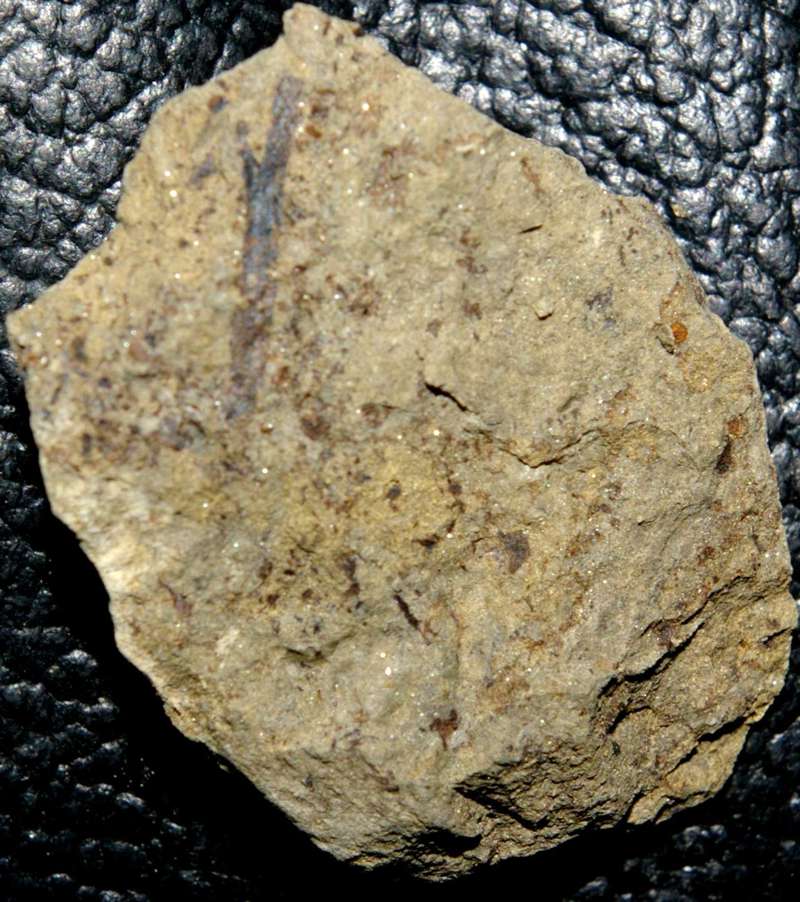 Silurian plant