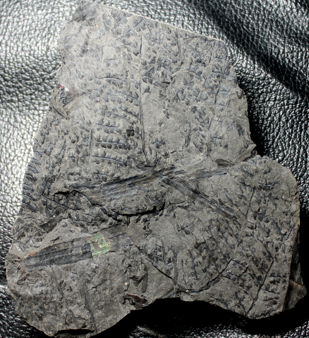 Lyginopteris Sphenopteris profunda 
