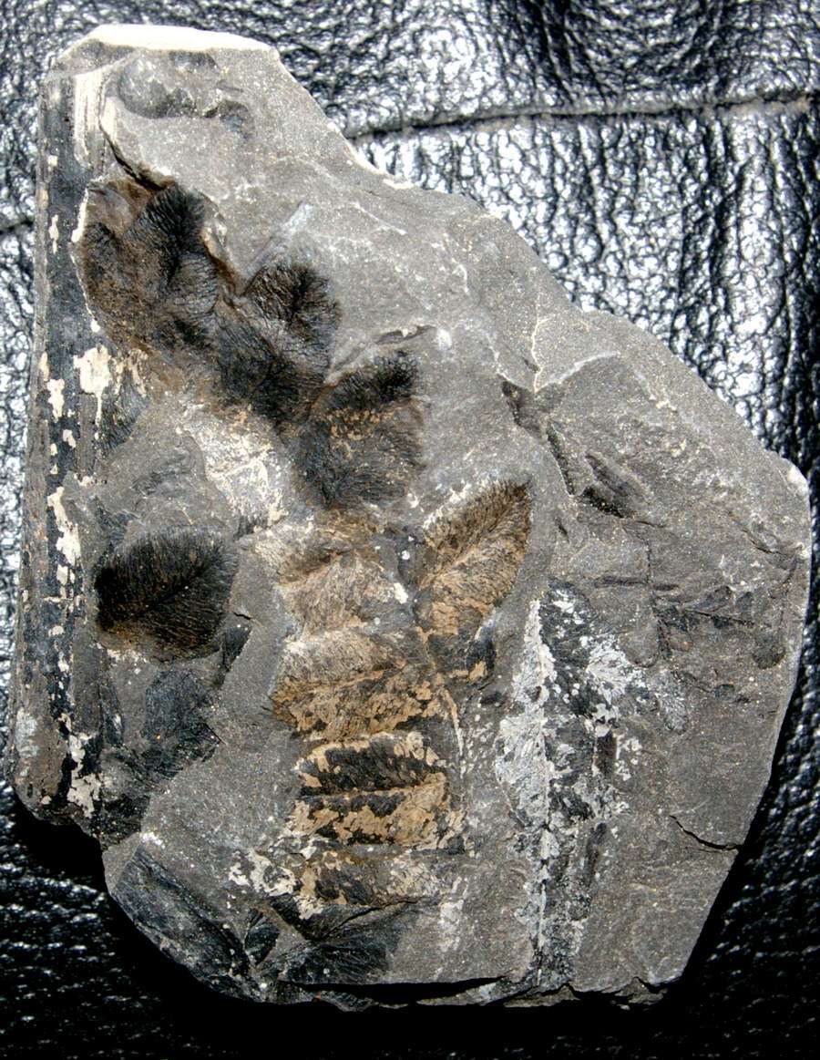 Lonchopteris eschweilleriana 