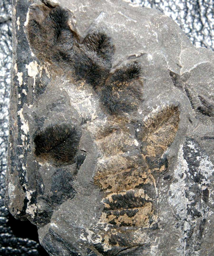 Lonchopteris eschweilleriana 