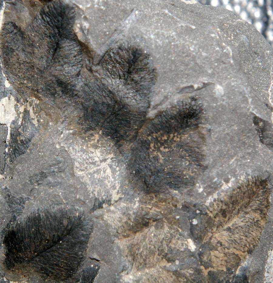 Lonchopteris eschweilleriana 