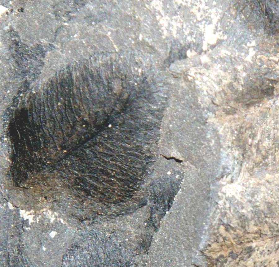 Lonchopteris eschweilleriana 