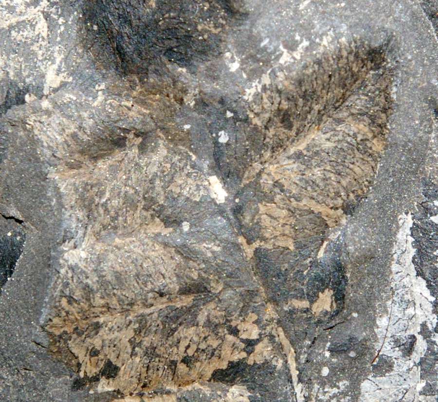 Lonchopteris eschweilleriana 