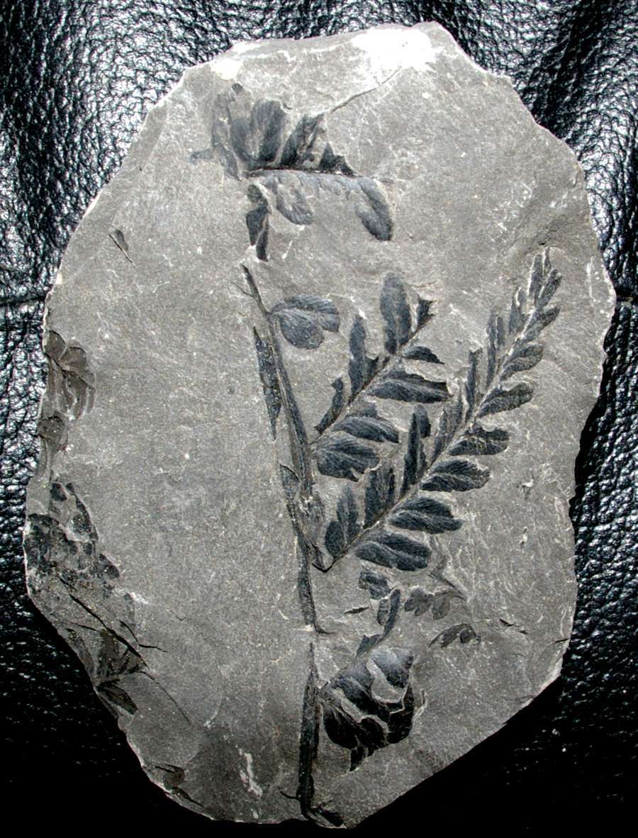 Mariopteris muricata 