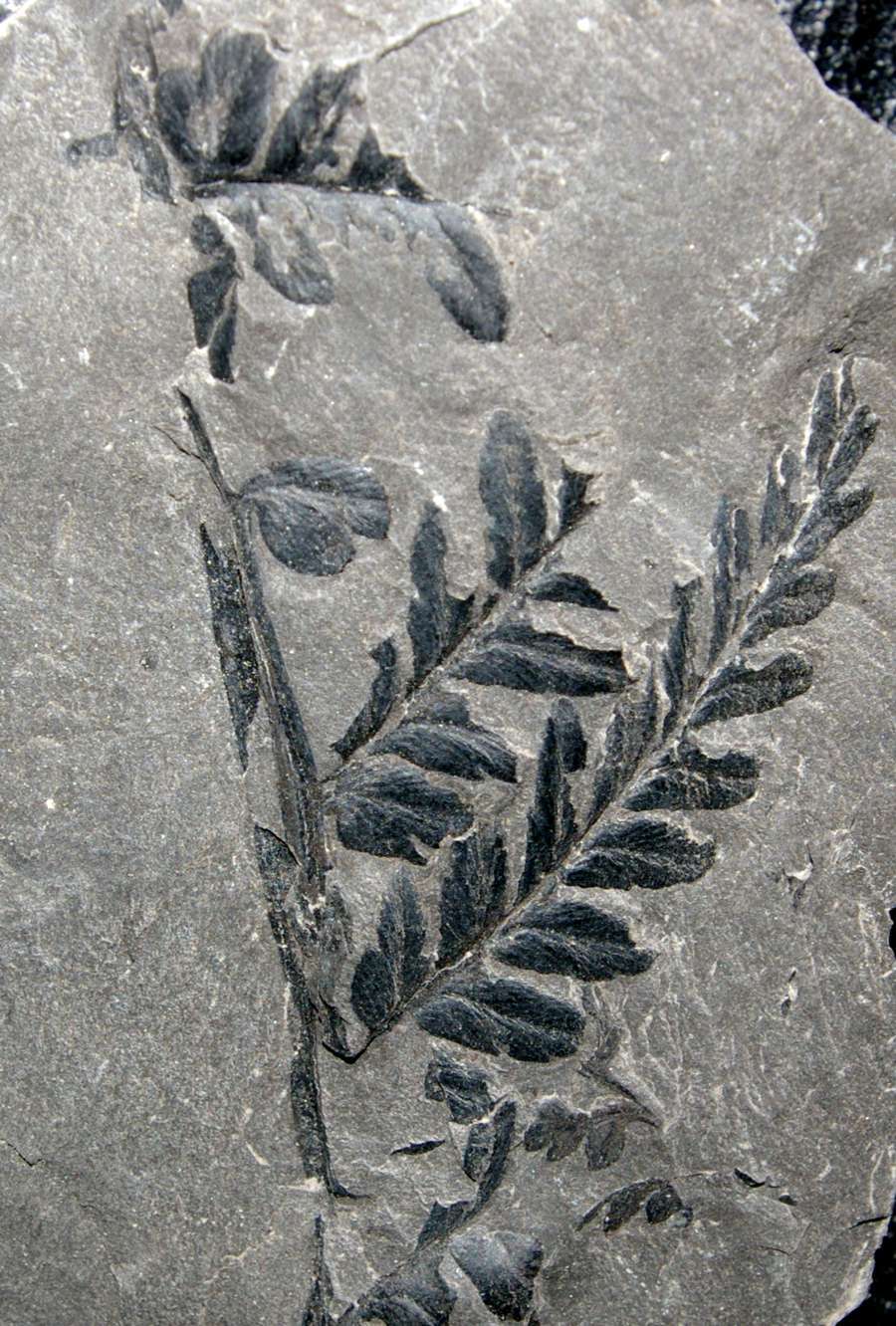 Mariopteris muricata 