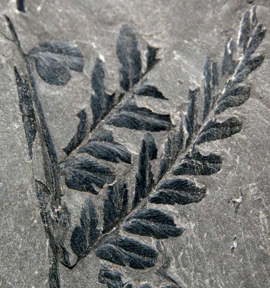Mariopteris muricata 