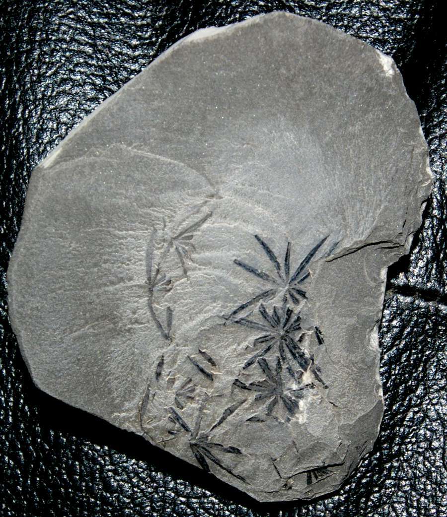 Annularia stellata 