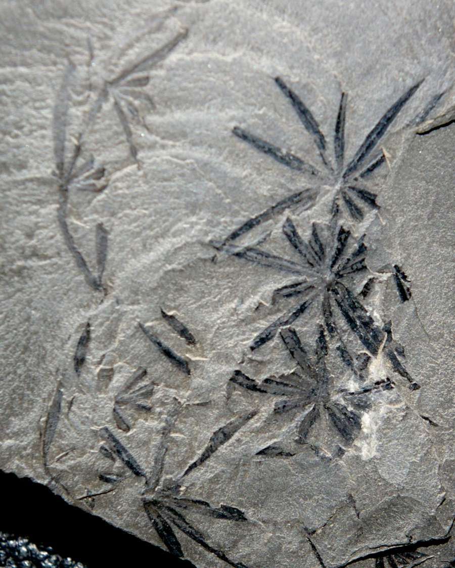 Annularia stellata 