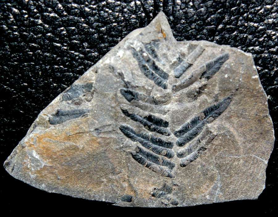 Alethopteris decurrens 