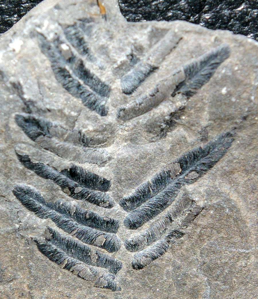 Alethopteris decurrens 