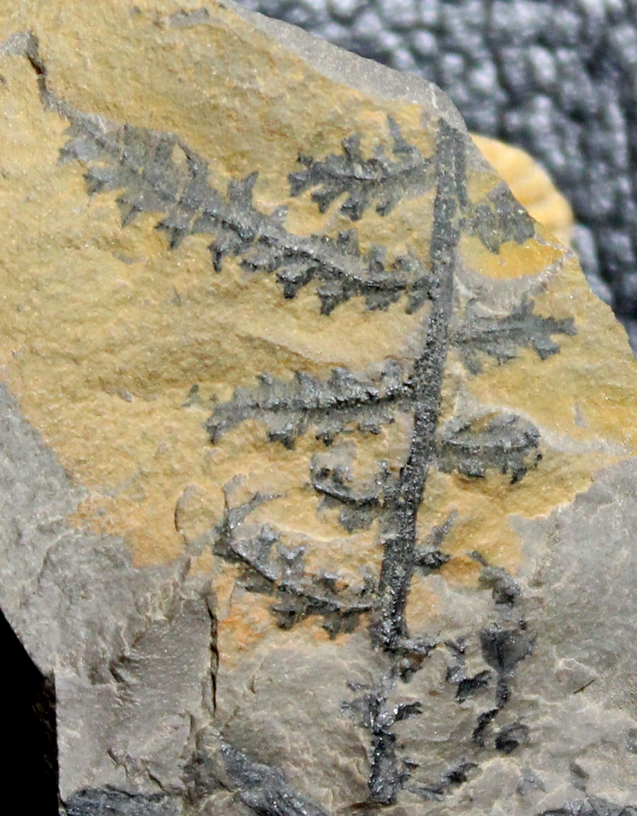 Saccopteris Corynepteris sternbergii 