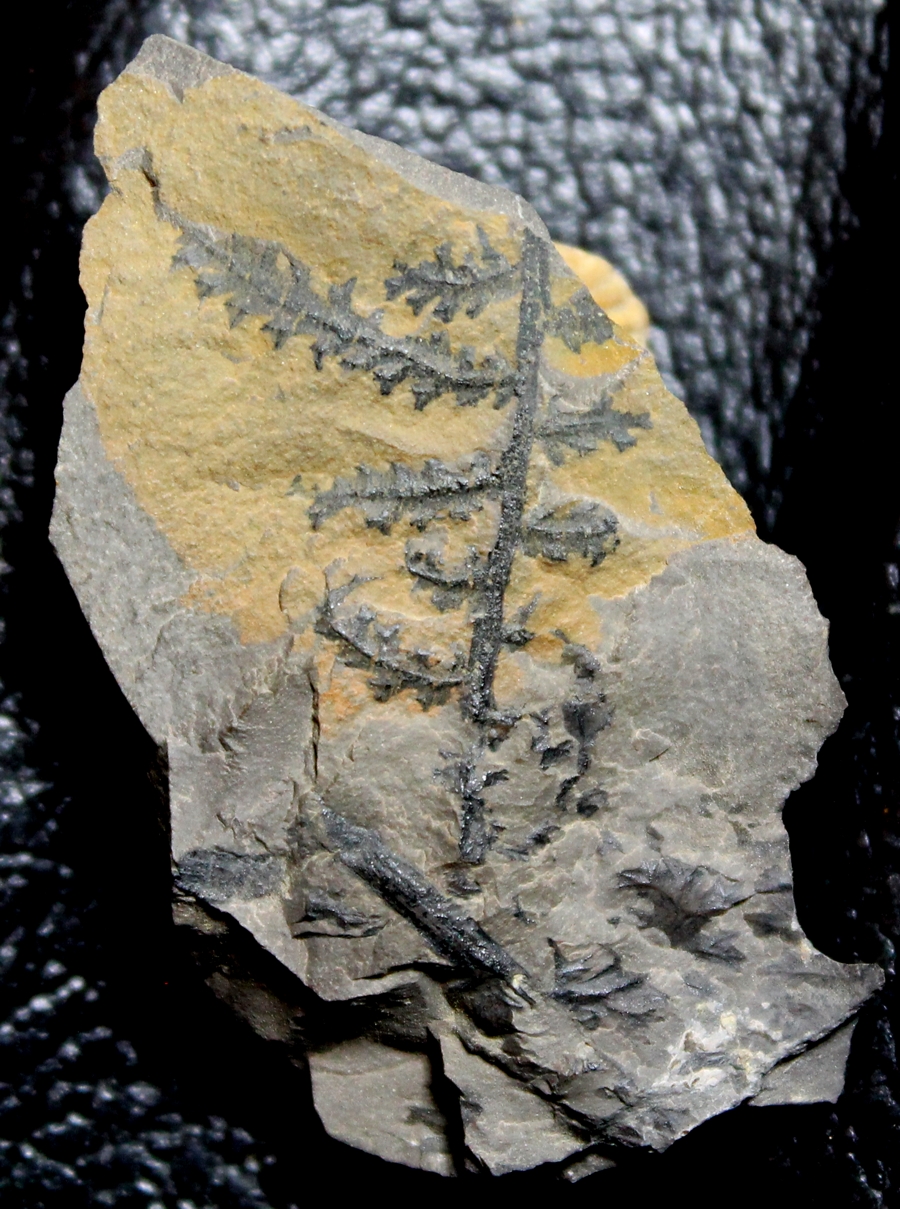 Saccopteris Corynepteris sternbergii 